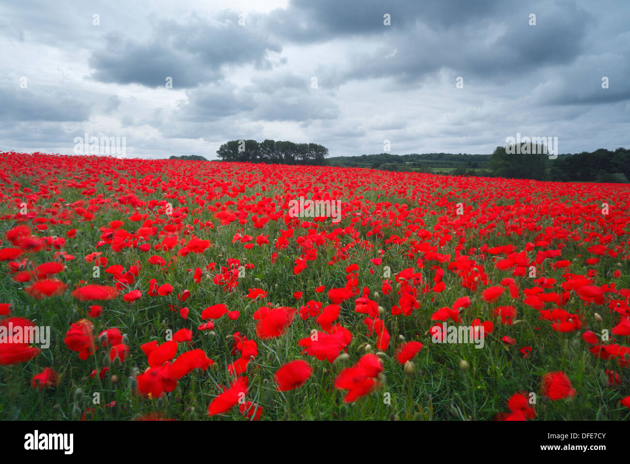 Domaine des coquelicots commun, Papaver rhoeas. Le Northamptonshire. Banque D'Images