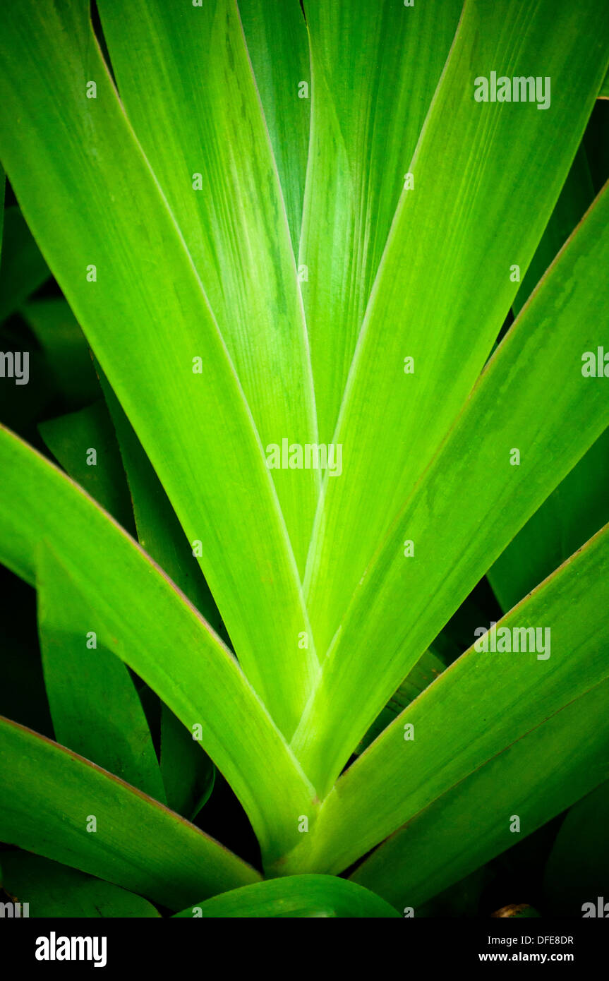 De plus en plus de feuilles de Pandan sa tige Banque D'Images