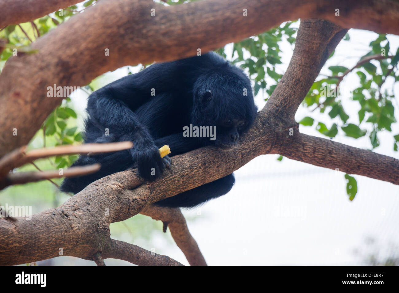 Singe Araignée noire dans un arbre à la bas Banque D'Images