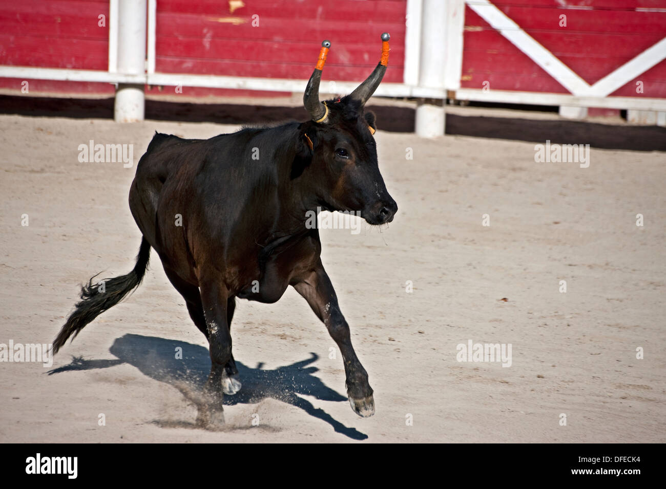 Le Français bull fighting,cours de la Tauromachie Camarguaise,Fontvieille France, Bull à pleine charge,David Photographe de Collingwood Banque D'Images
