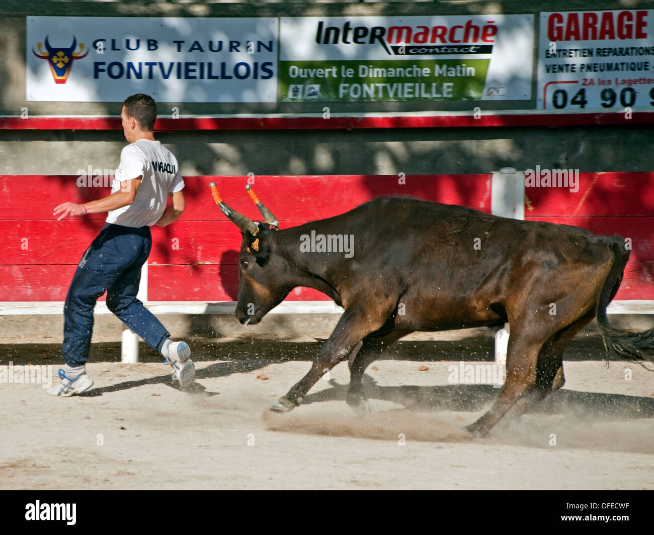 Le Français bull fighting,cours de la Tauromachie Camarguaise,Fontvieille France,Bull fighter et bull,à pleine charge,David Collingwood Banque D'Images