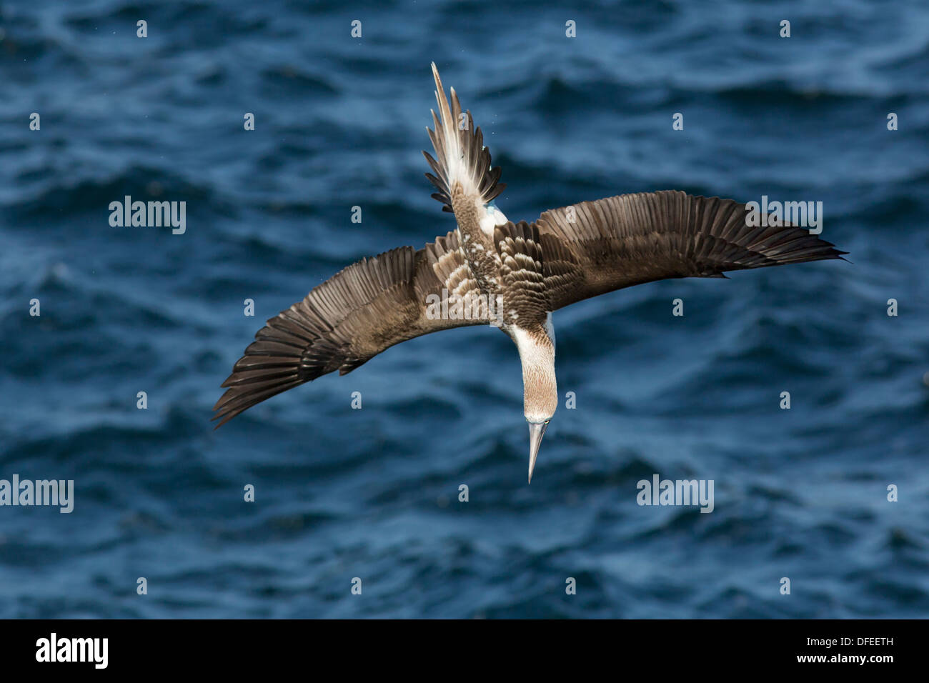 Blue pieds rouges (Sula nebouxii) en prenant position pour une plongée - Seymour Nord, îles Galapagos. Banque D'Images