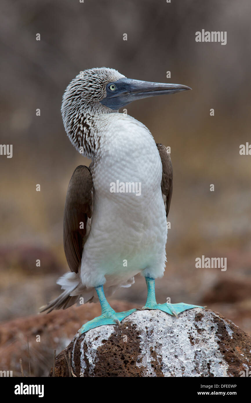 Blue pieds rouges (Sula nebouxii) - Seymour Nord, îles Galapagos. Banque D'Images