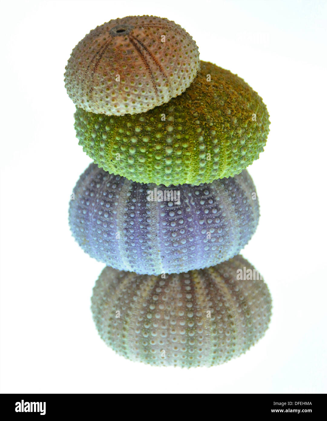 Coquilles d'oursin Banque de photographies et d’images à haute — free download