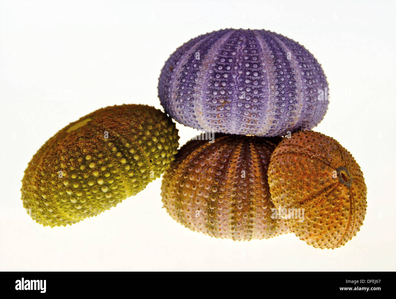 Coquilles d'oursin Banque de photographies et d’images à haute — free download