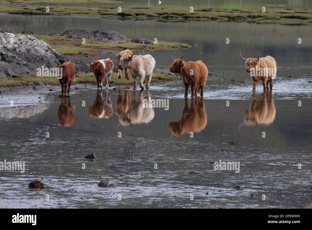 Les vaches Highland dans loch de mer. Île de Mull. L'Ecosse Banque D'Images