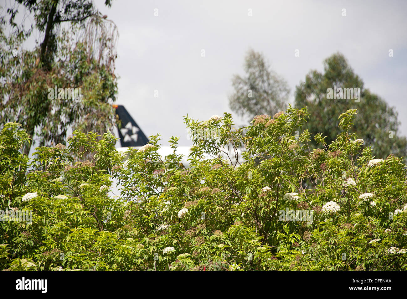 Avion flies Star Alliance à propos de faible à la terre à l'aéroport Eldorado, la Colombie, l'Amérique du Sud. Banque D'Images