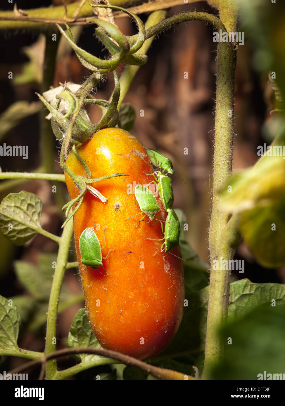 Vue rapprochée de plusieurs ravageurs sur la tomate. Banque D'Images