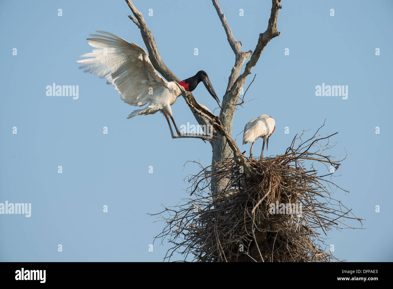 Stock photo de la nidification des cigognes jabiru, Pantanal, Brésil. Banque D'Images