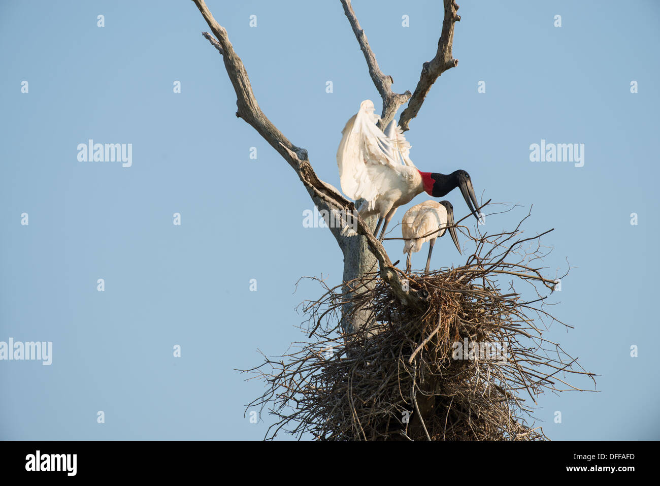 Stock photo de la nidification des cigognes jabiru, Pantanal, Brésil. Banque D'Images