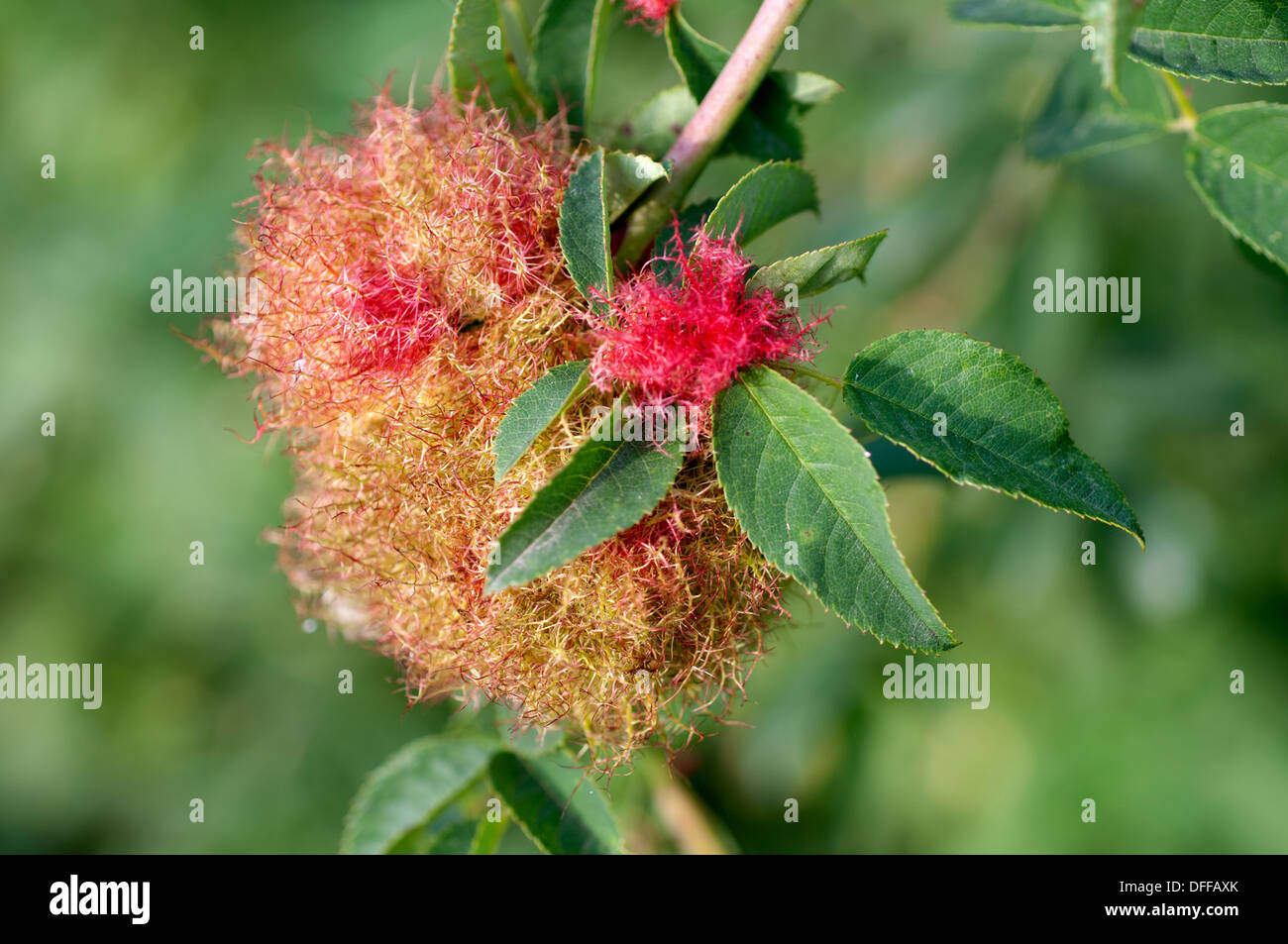 Robin's Pincushion, Bedeguar Diplolepsis rosae Gall (WASP) sur dog rose. Banque D'Images