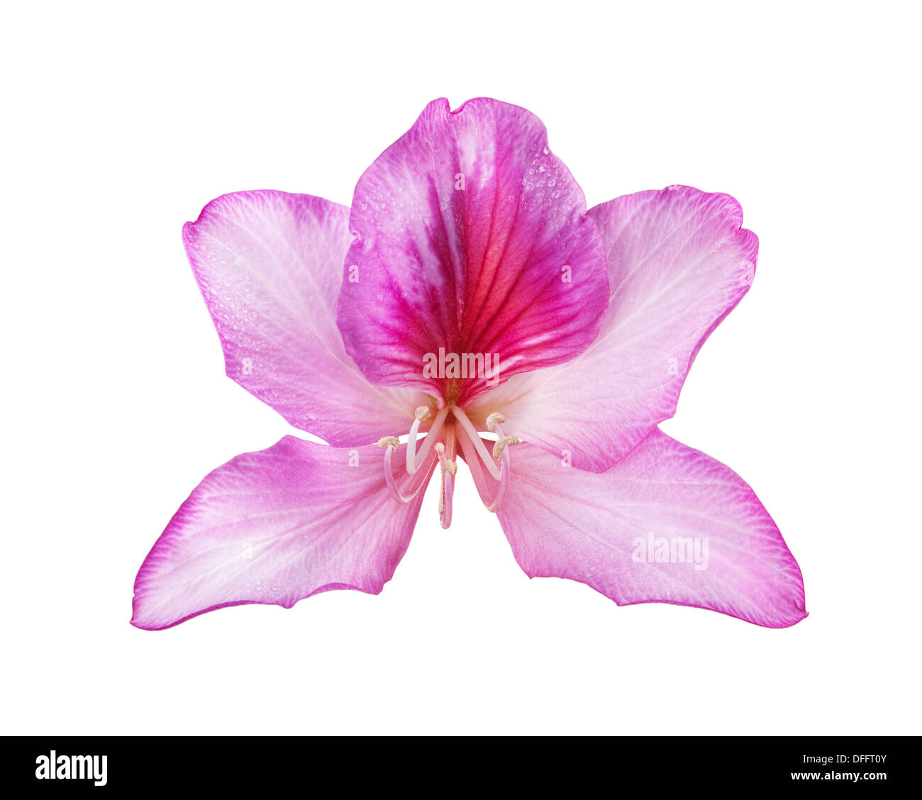Belle fleur rose papillon de tree isolated on white Banque D'Images