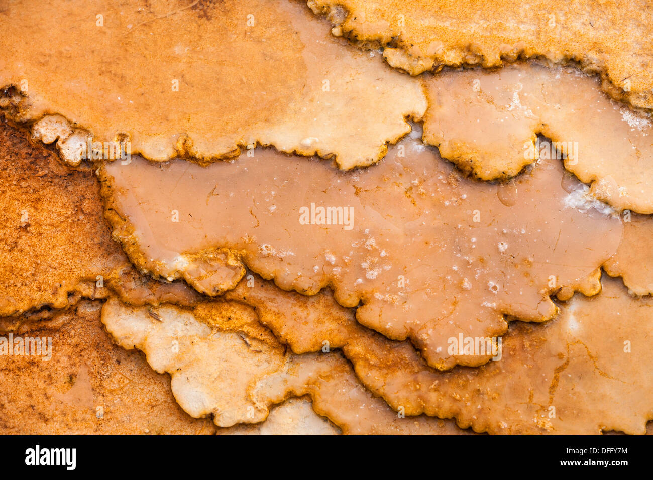Dans l'eau terrasse et les bactéries nattes dans Mammoth Hot Springs, Parc National de Yellowstone, Wyoming Banque D'Images