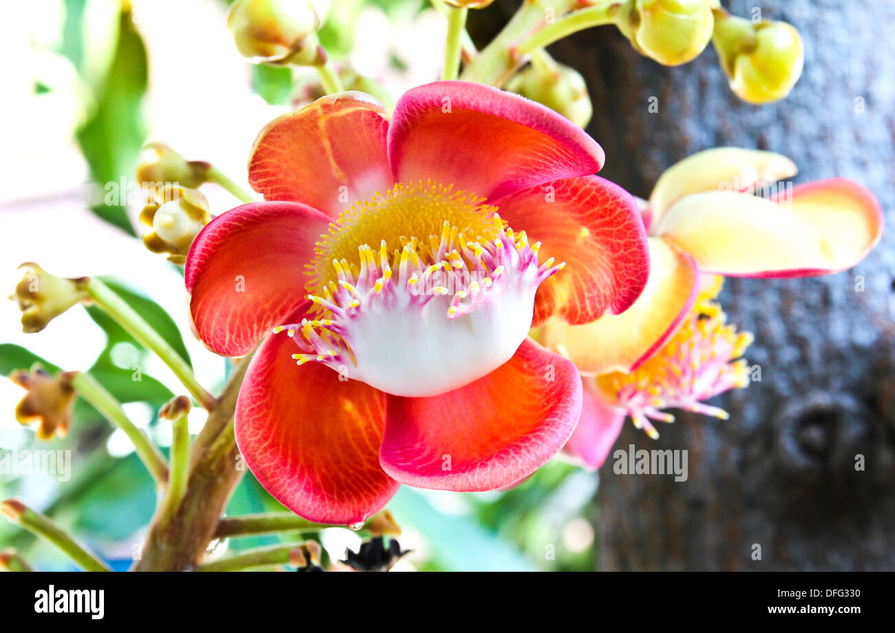 Une fleur de l'inhabituelle cannonball tree (Couroupita guianensis) Banque D'Images