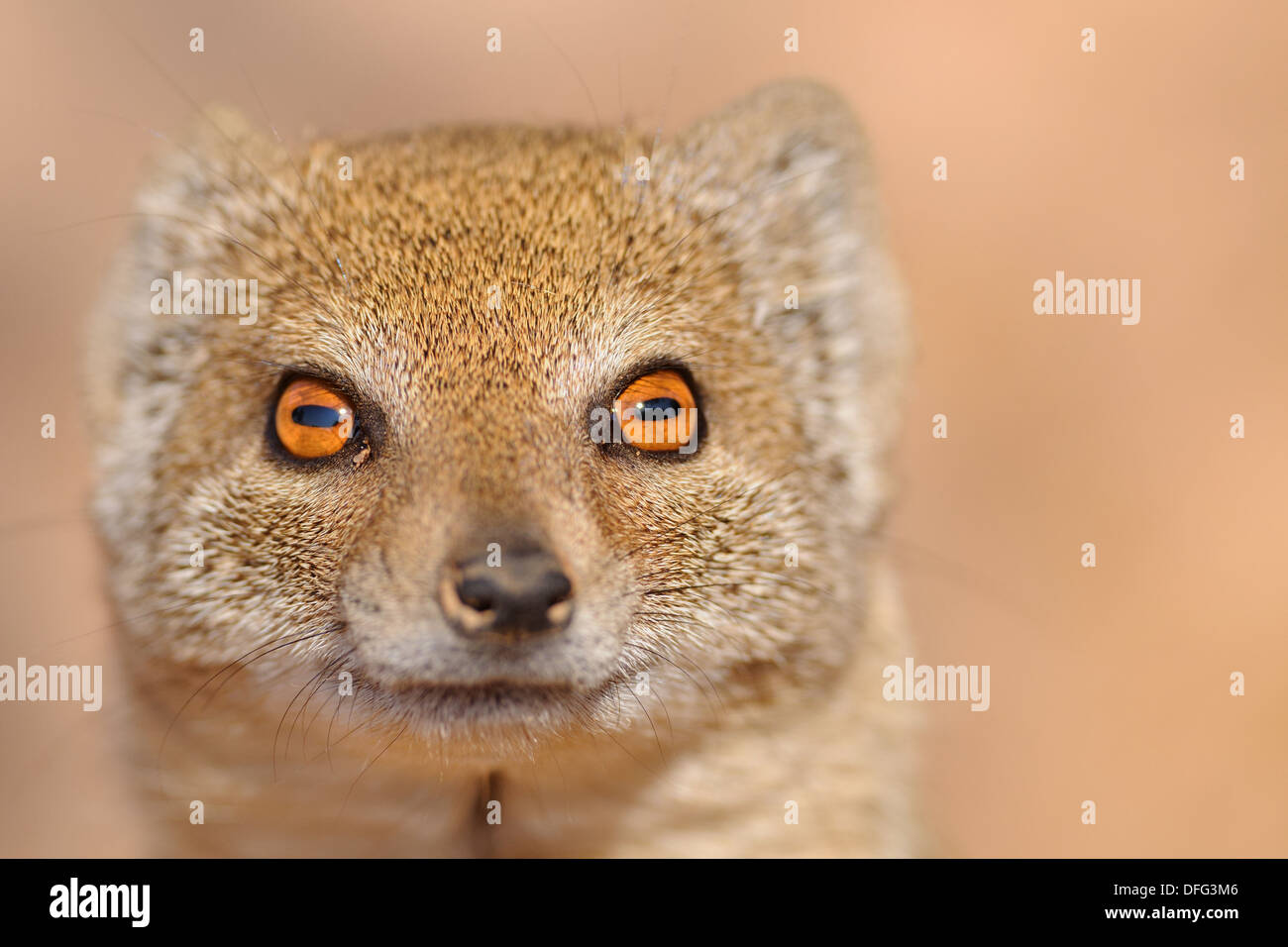 (Cynictis penicillata mangouste jaune), Kgalagadi Transfrontier Park, Northern Cape, Afrique du Sud, l'Afrique Banque D'Images