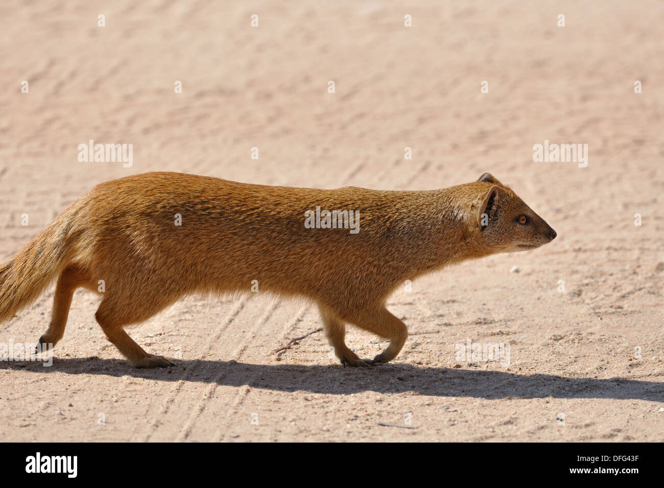 (Cynictis penicillata mangouste jaune), s'exécutant sur du sable rouge, Kgalagadi Transfrontier Park, Northern Cape, Afrique du Sud, l'Afrique Banque D'Images