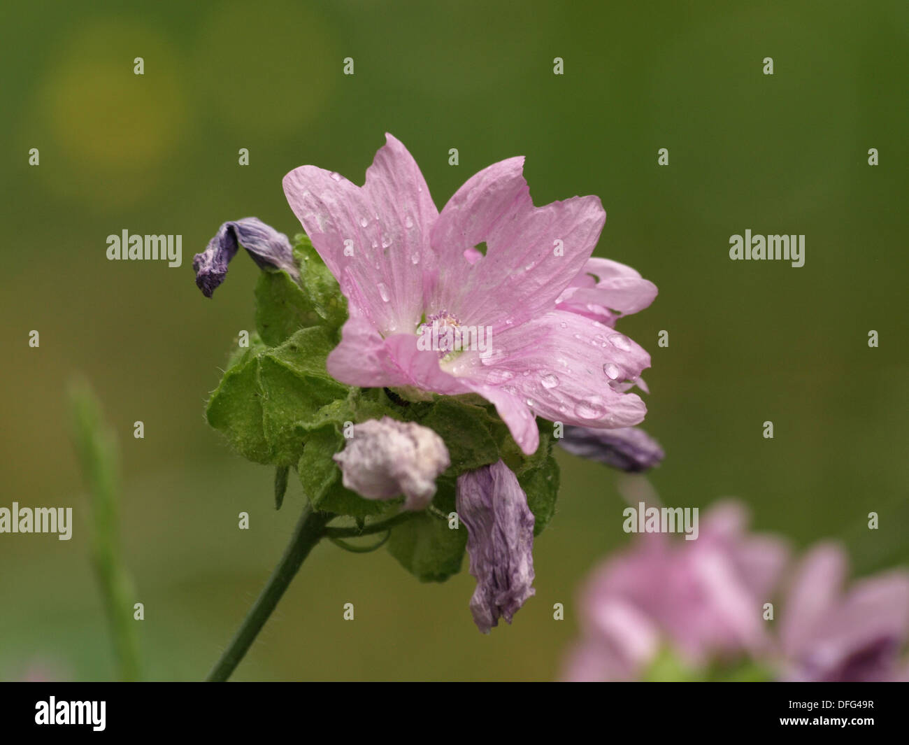 La ketmie musquée / Malva moschata / Moschus-Malve Banque D'Images