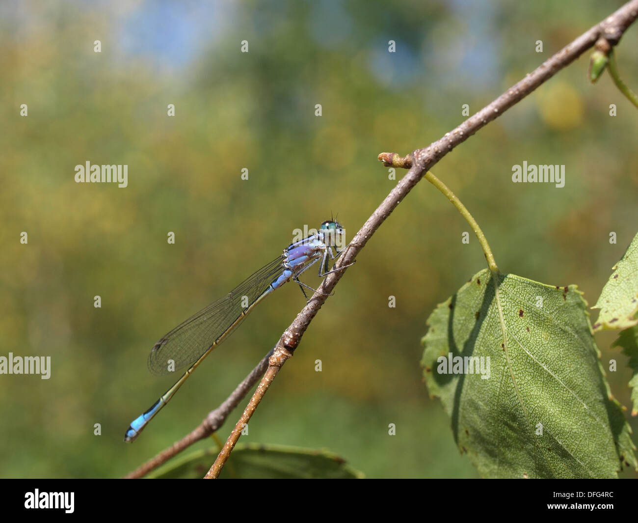 Demoiselle à queue bleue / d'Ischnura elegans / Große Pechlibelle Banque D'Images