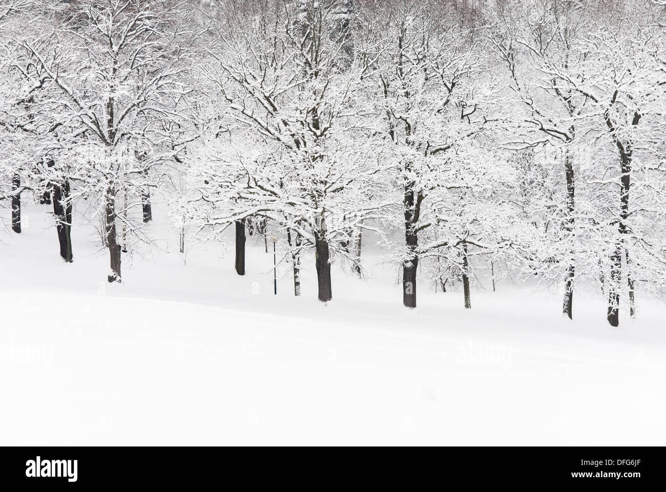 Paysage d'hiver avec des arbres couverts de neige dans le parc vide Banque D'Images