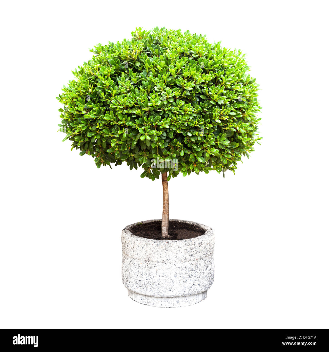 Petit arbre décoratif vert dans une cosse isolated on white Banque D'Images