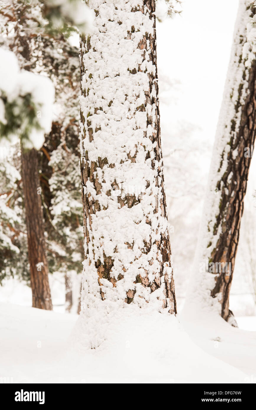 Paysage d'hiver avec la neige a couvert des arbres dans les bois vide Banque D'Images