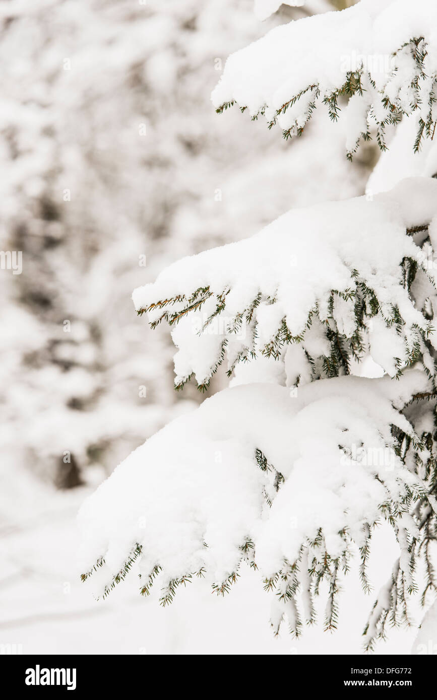 Paysage d'hiver avec la neige a couvert des arbres dans les bois vide Banque D'Images