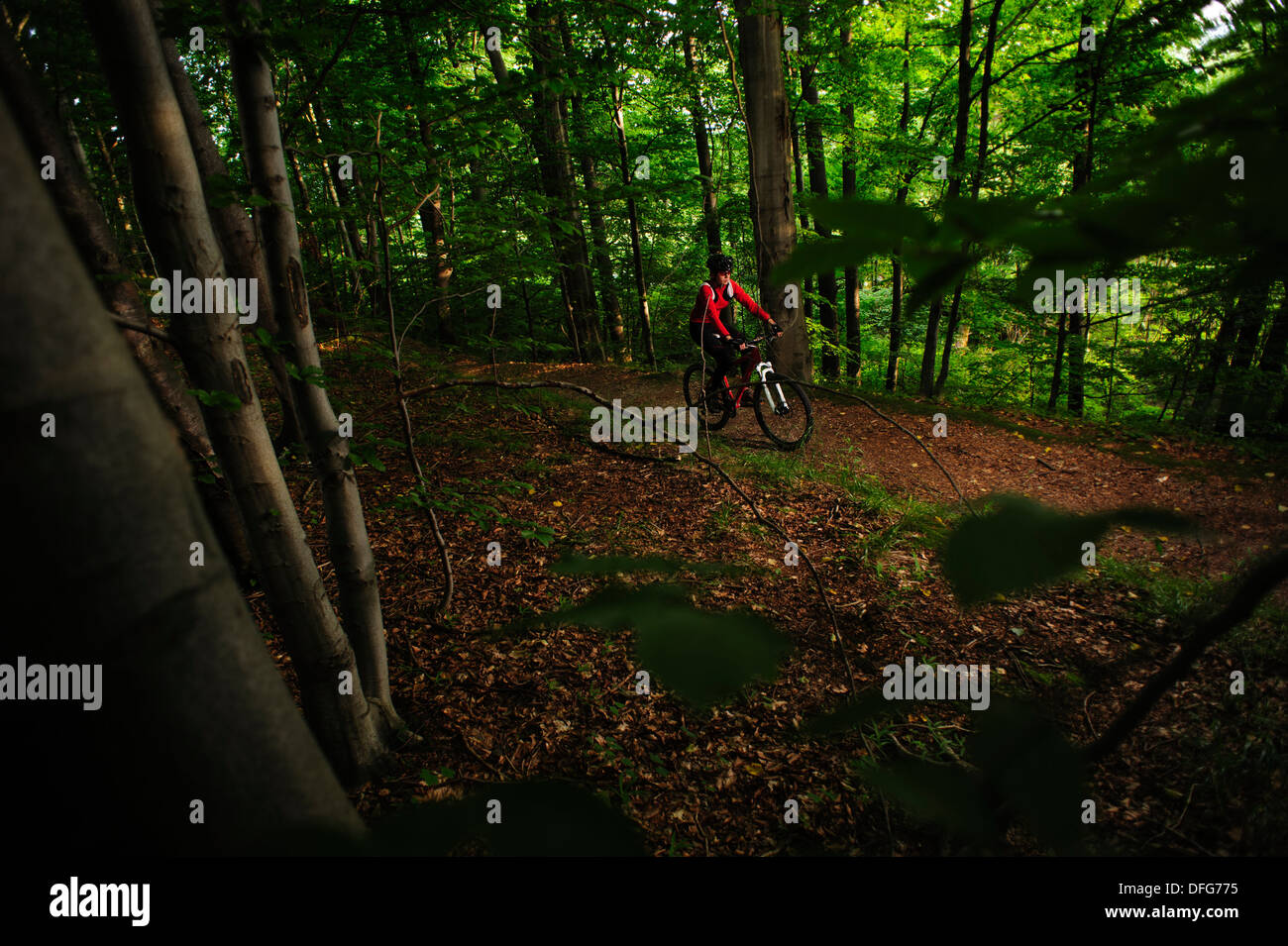 Young adult woman riding un vélo de montagne, dans une forêt, en Pologne. Banque D'Images