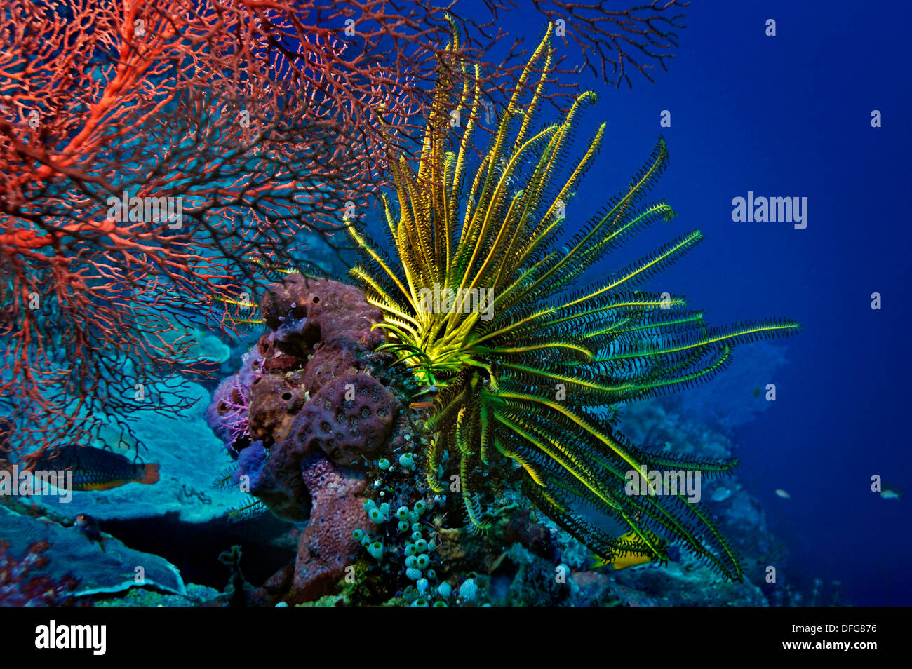 Lily la mer ou Feather Star (Crinoidea), Raja Ampat, Papouasie occidentale, en Indonésie Banque D'Images