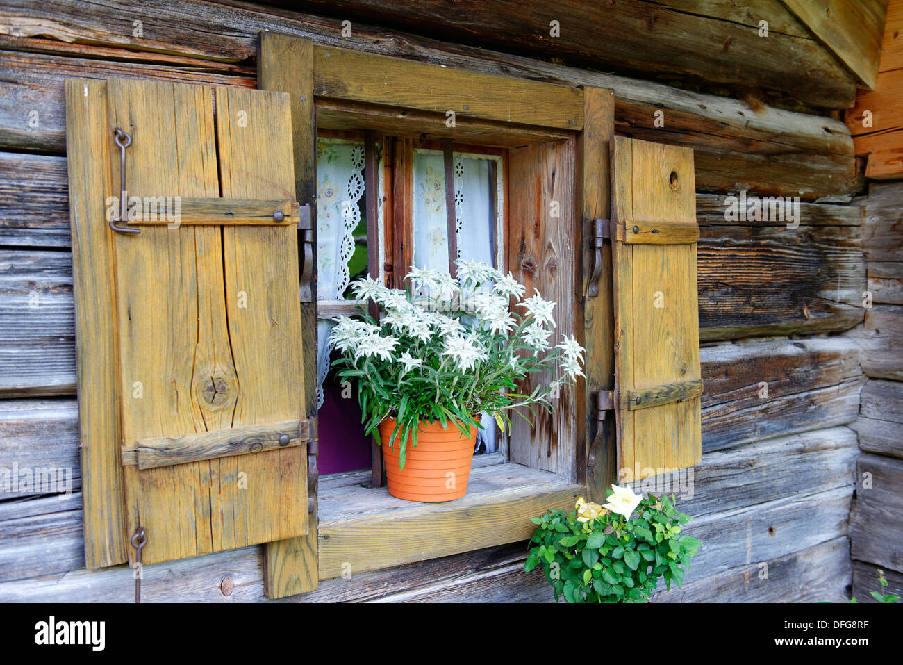 Pot de fleurs avec edelweiss, Bindalm alpage, vallée Klausbachtal, Berchtesgadener Land, District de Haute-bavière, Bavière Banque D'Images