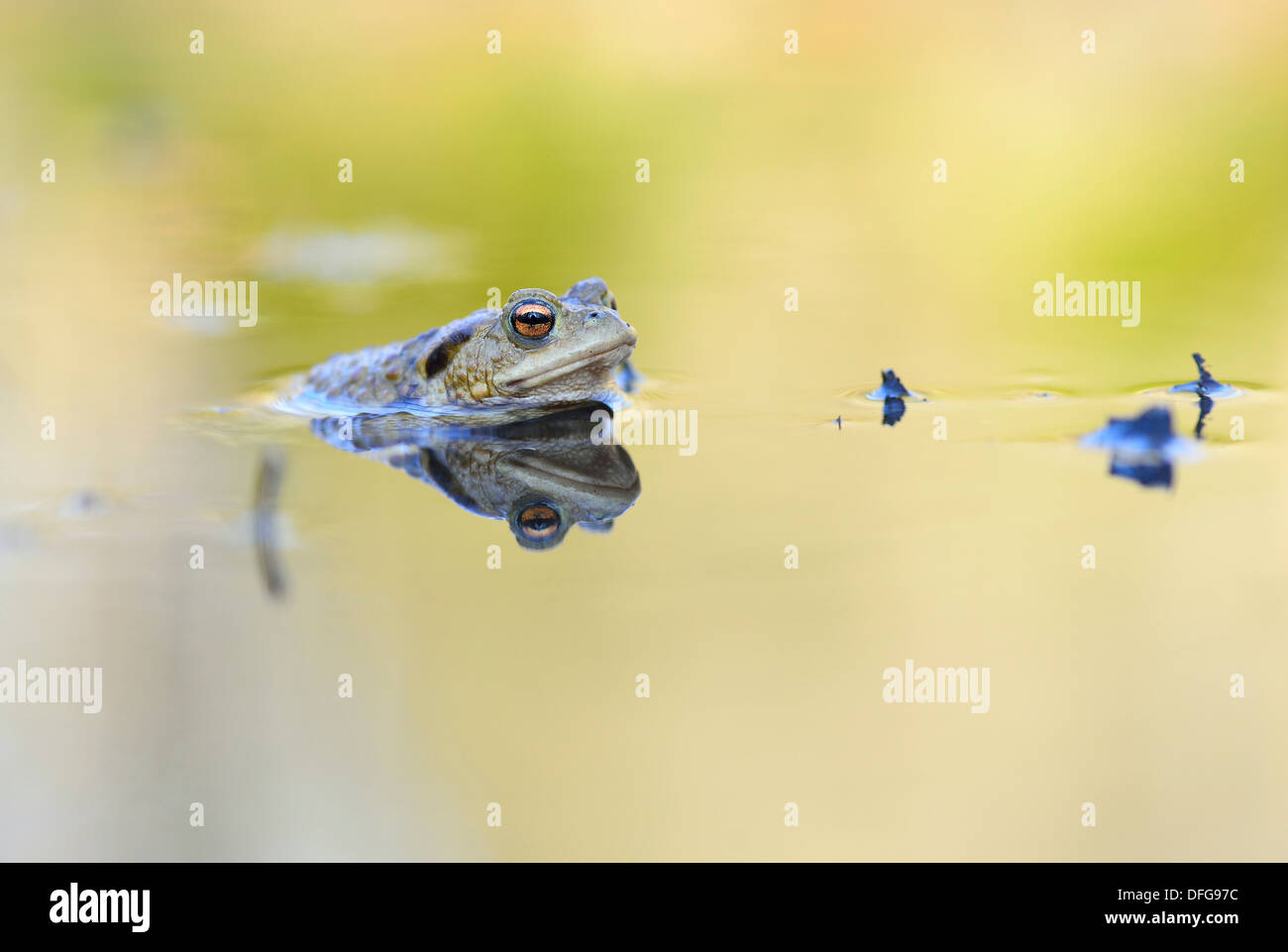 Crapaud commun (Bufo bufo) assis dans l'eau, Saxe, Allemagne Banque D'Images