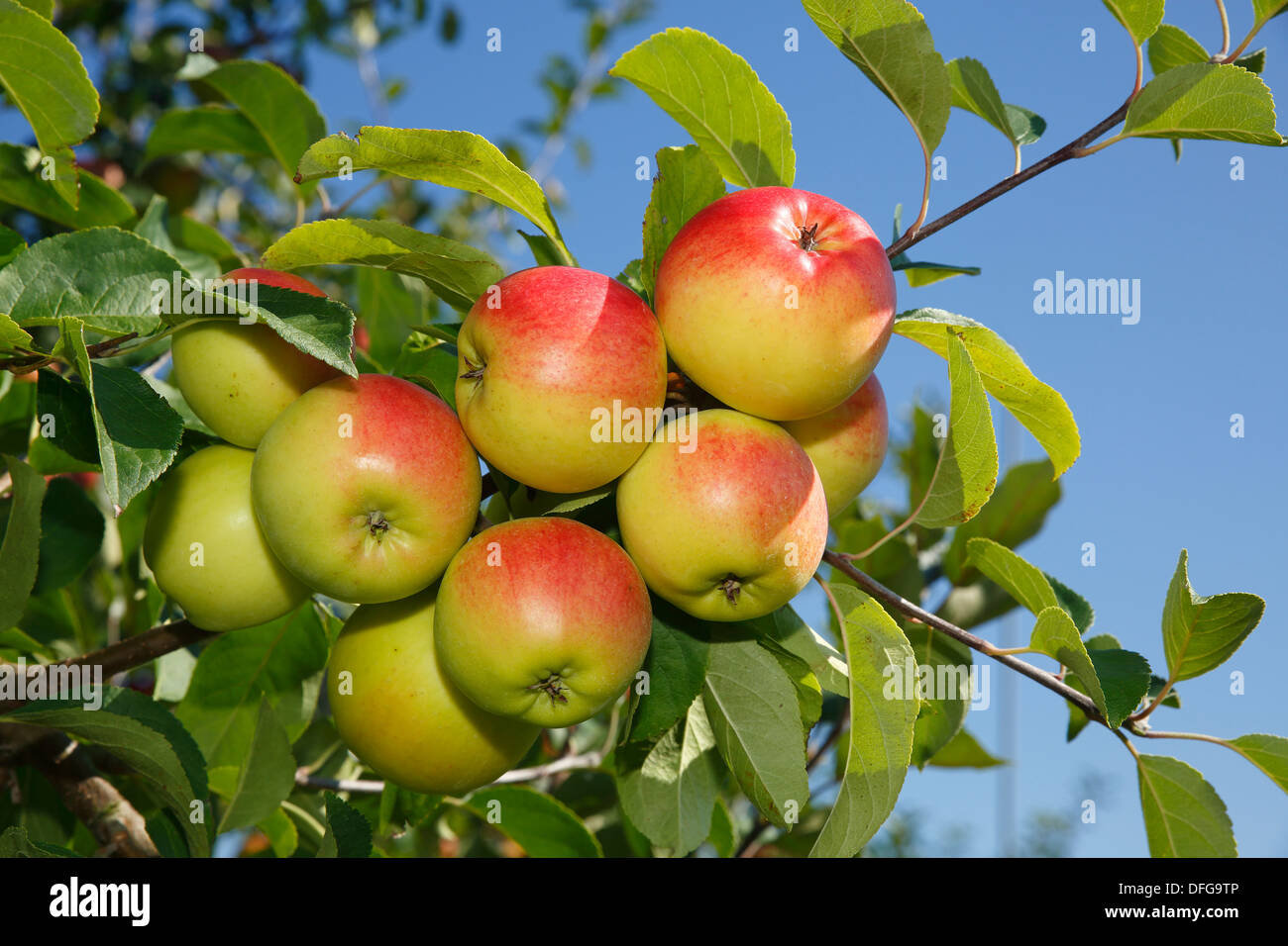 Pommes sur un pommier, '' Reglindis Reglindis (Malus domestica 'apple') variété, Allemagne Banque D'Images