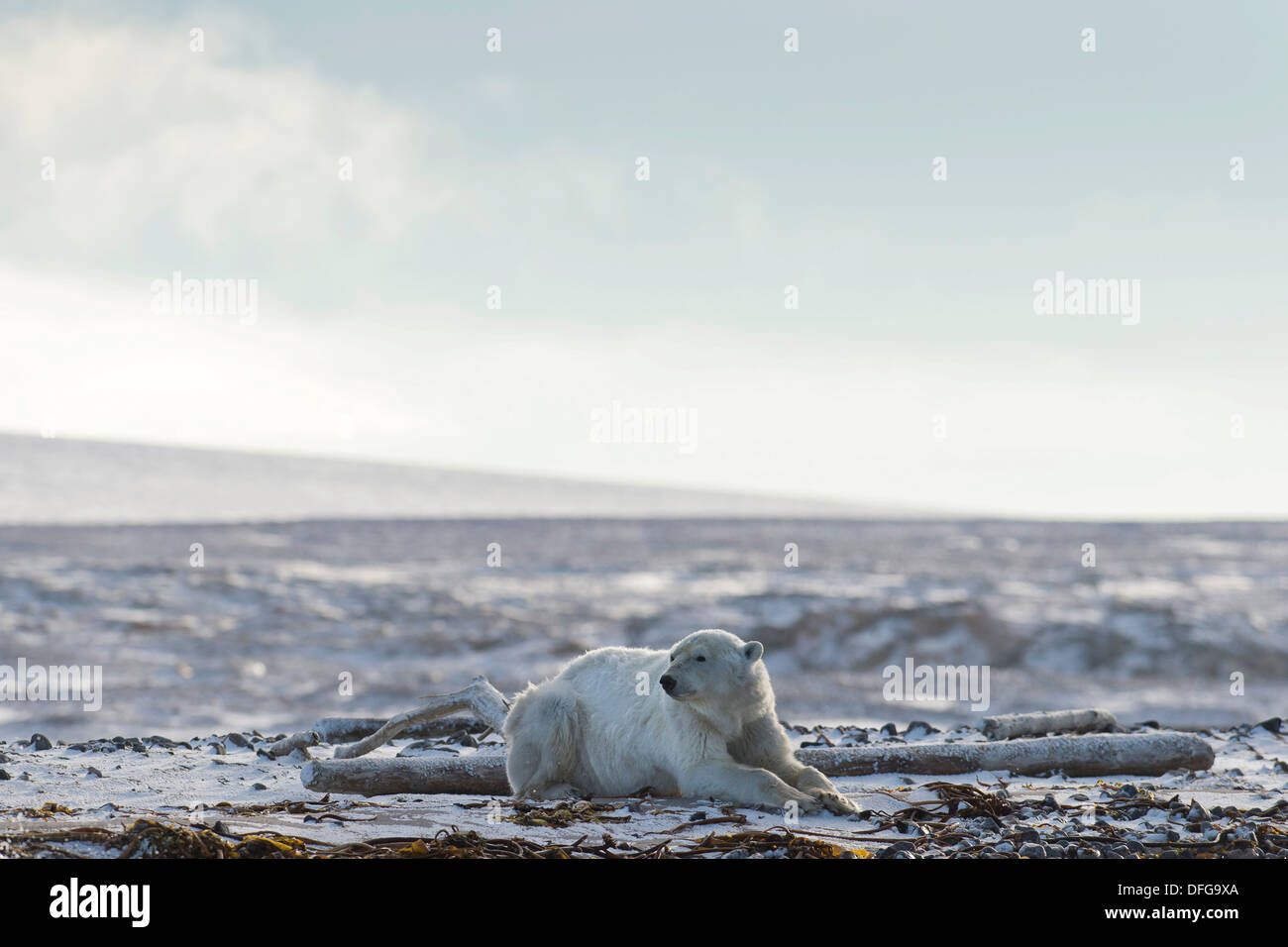 L'ours polaire (Ursus maritimus), homme couché sur la plage, Kvitøya, archipel du Svalbard, Svalbard et Jan Mayen (Norvège) Banque D'Images