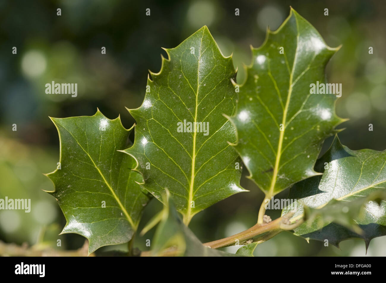 Houx commun Ilex aquifolium, Banque D'Images