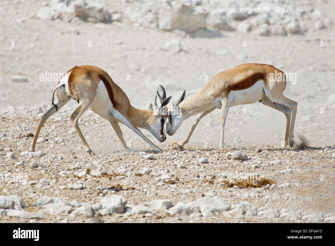 Antidorcas marsupialis Springboks (Combat), Etosha National Park, Namibie Banque D'Images