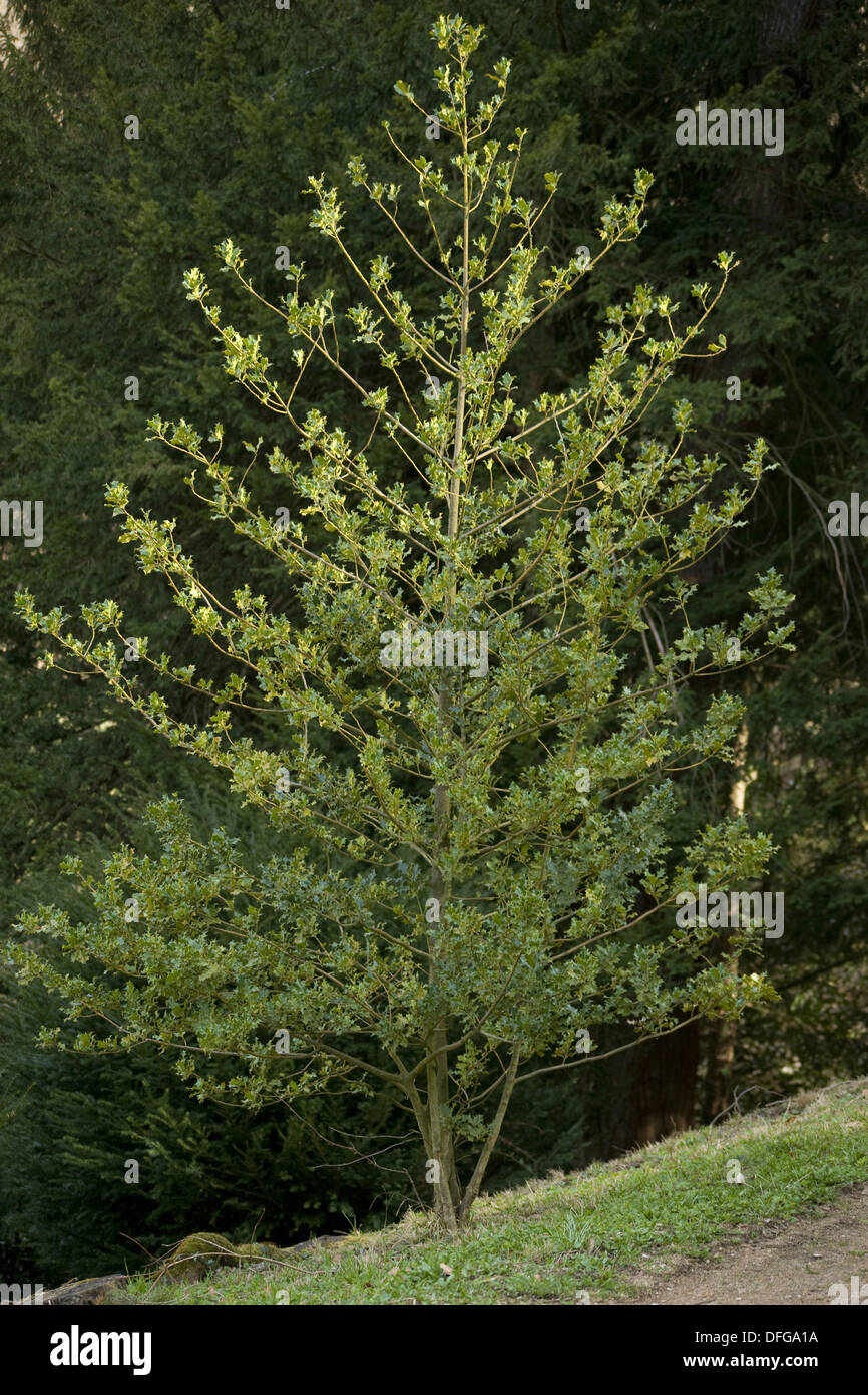Houx commun Ilex aquifolium, Banque D'Images