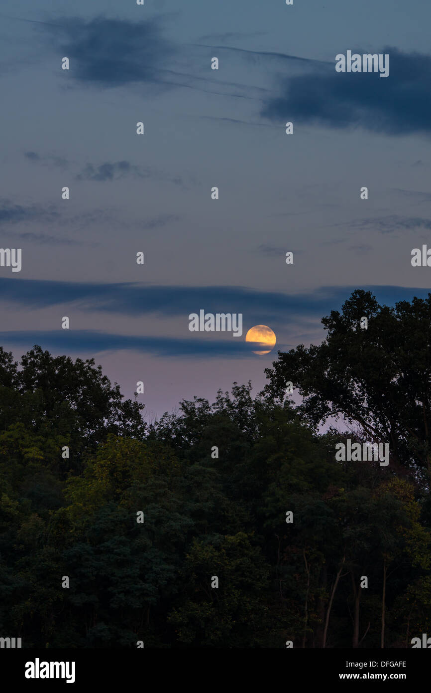 La pleine lune de septembre, la récolte s'élève au-dessus de la cime des arbres. Banque D'Images
