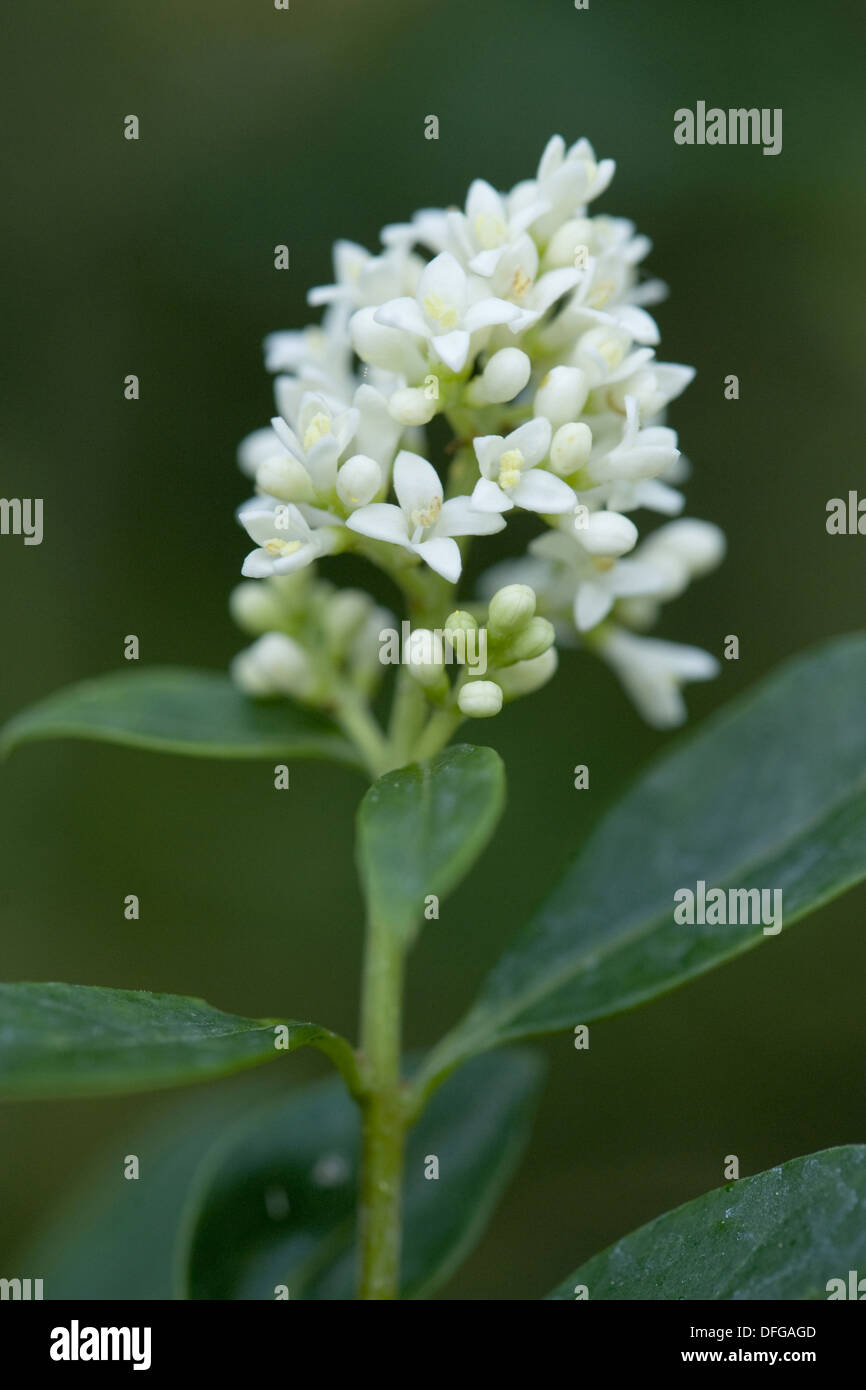 Wild troène, Ligustrum vulgare Banque D'Images