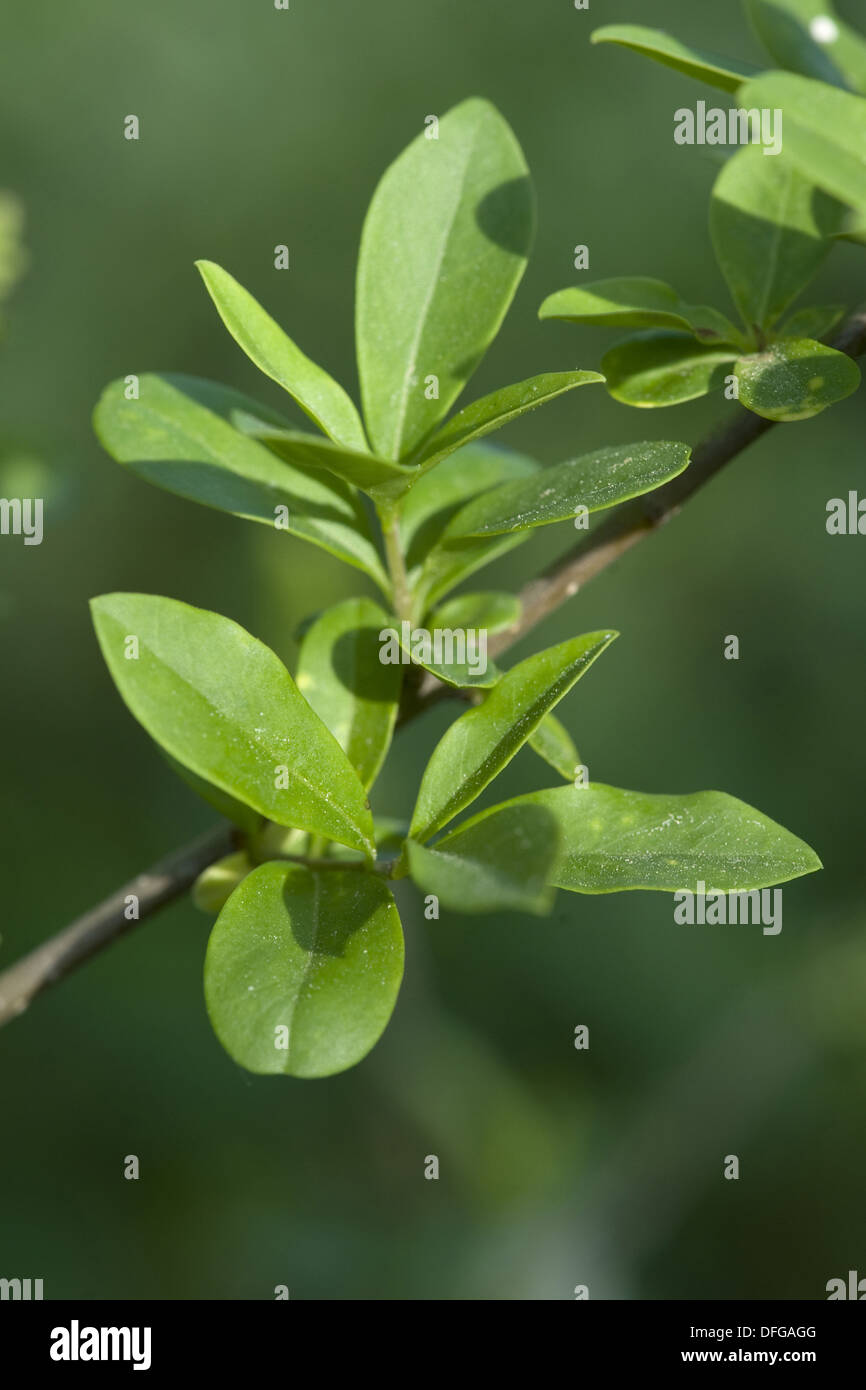 Wild troène, Ligustrum vulgare Banque D'Images