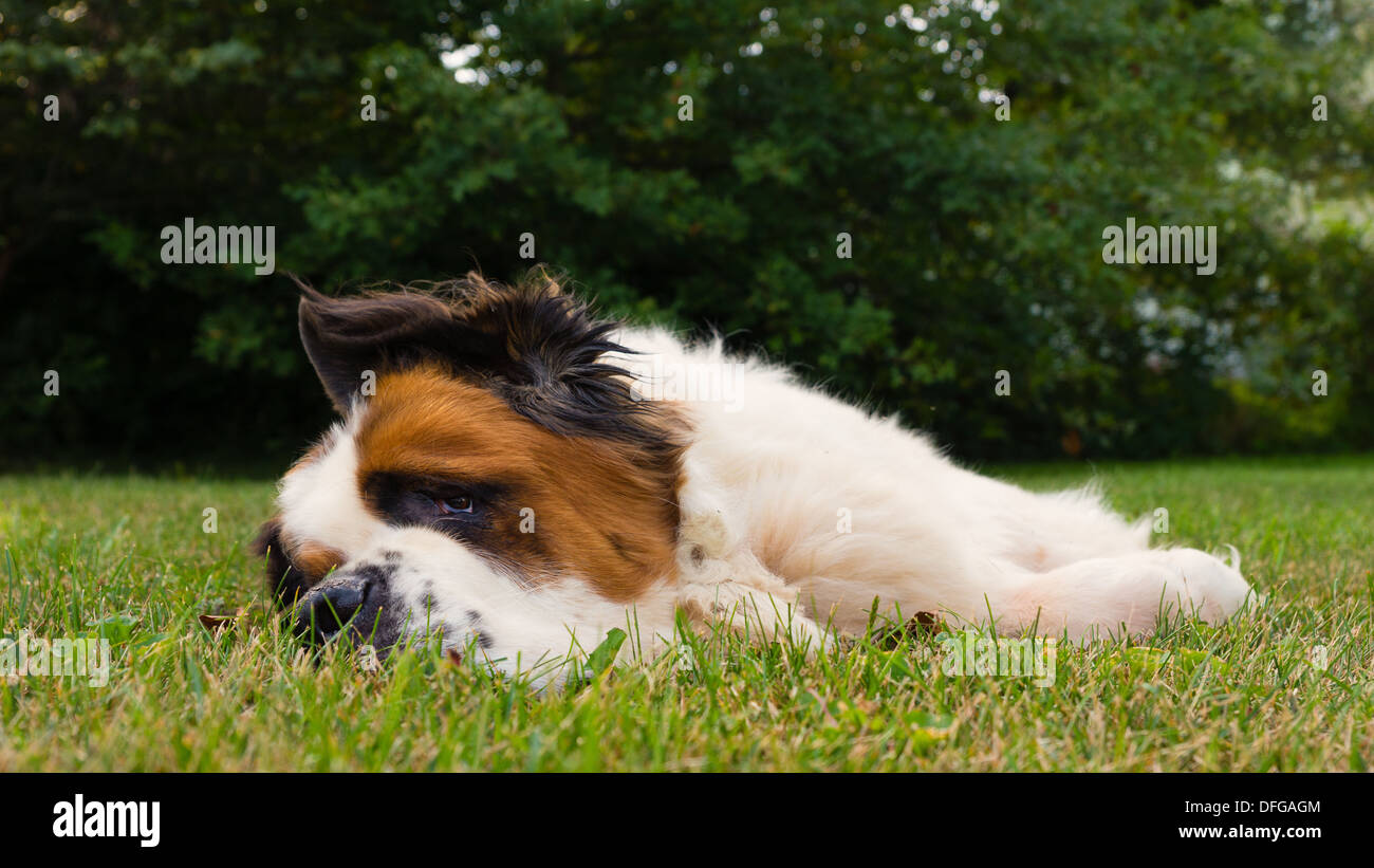 Un grand saint Bernard chien pose dans l'herbe Banque D'Images