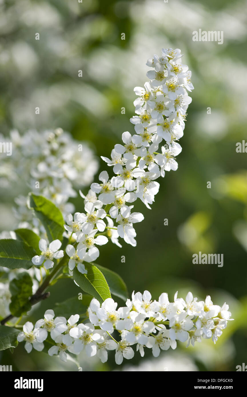 Bird cherry, Prunus padus Banque D'Images