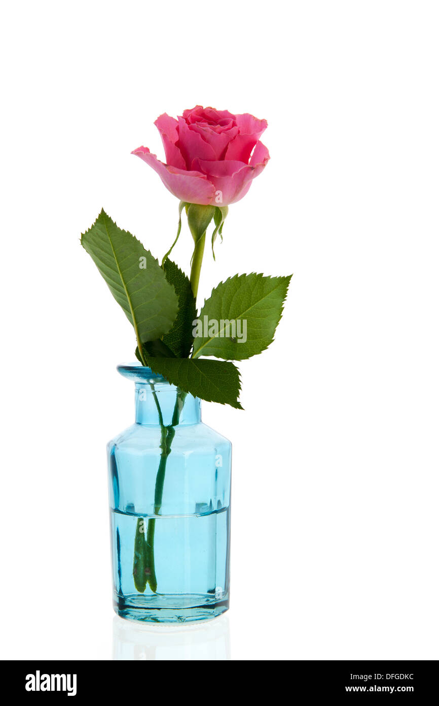 Seule rose rose en vase en verre bleu Banque D'Images