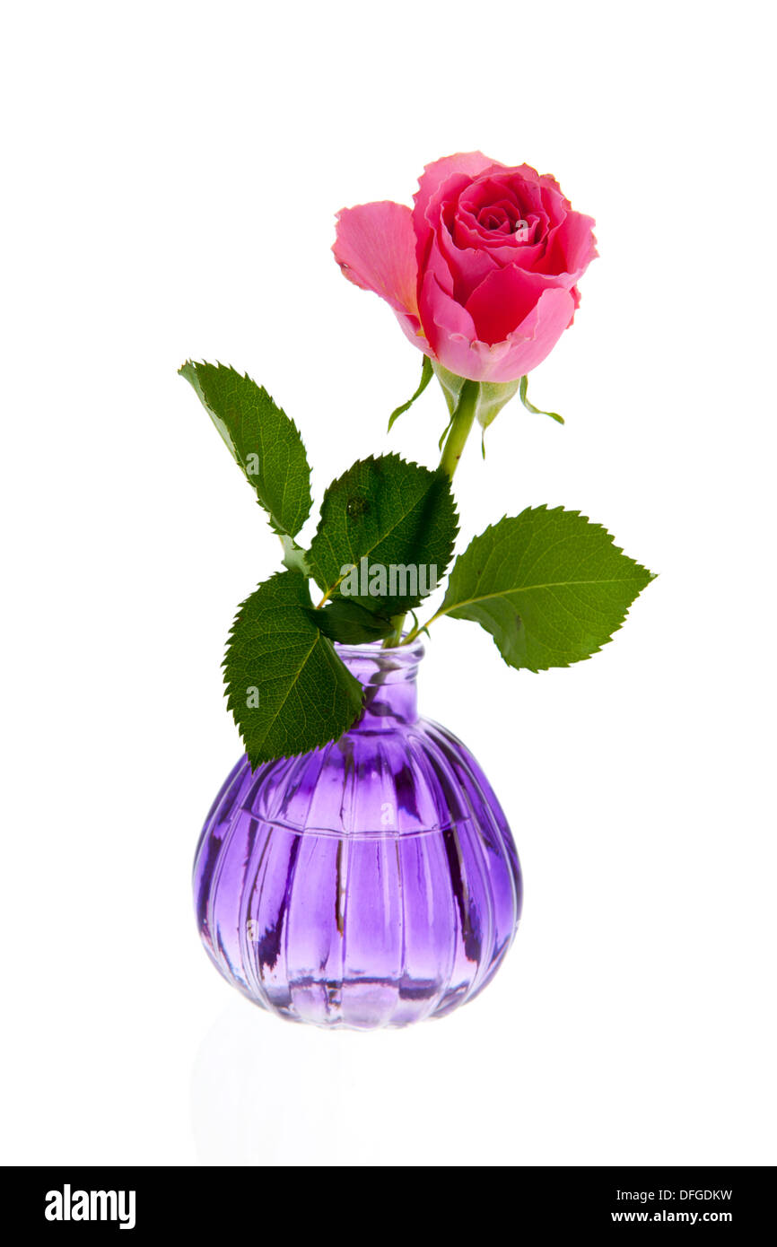Rose rose en vase en verre violet Banque D'Images