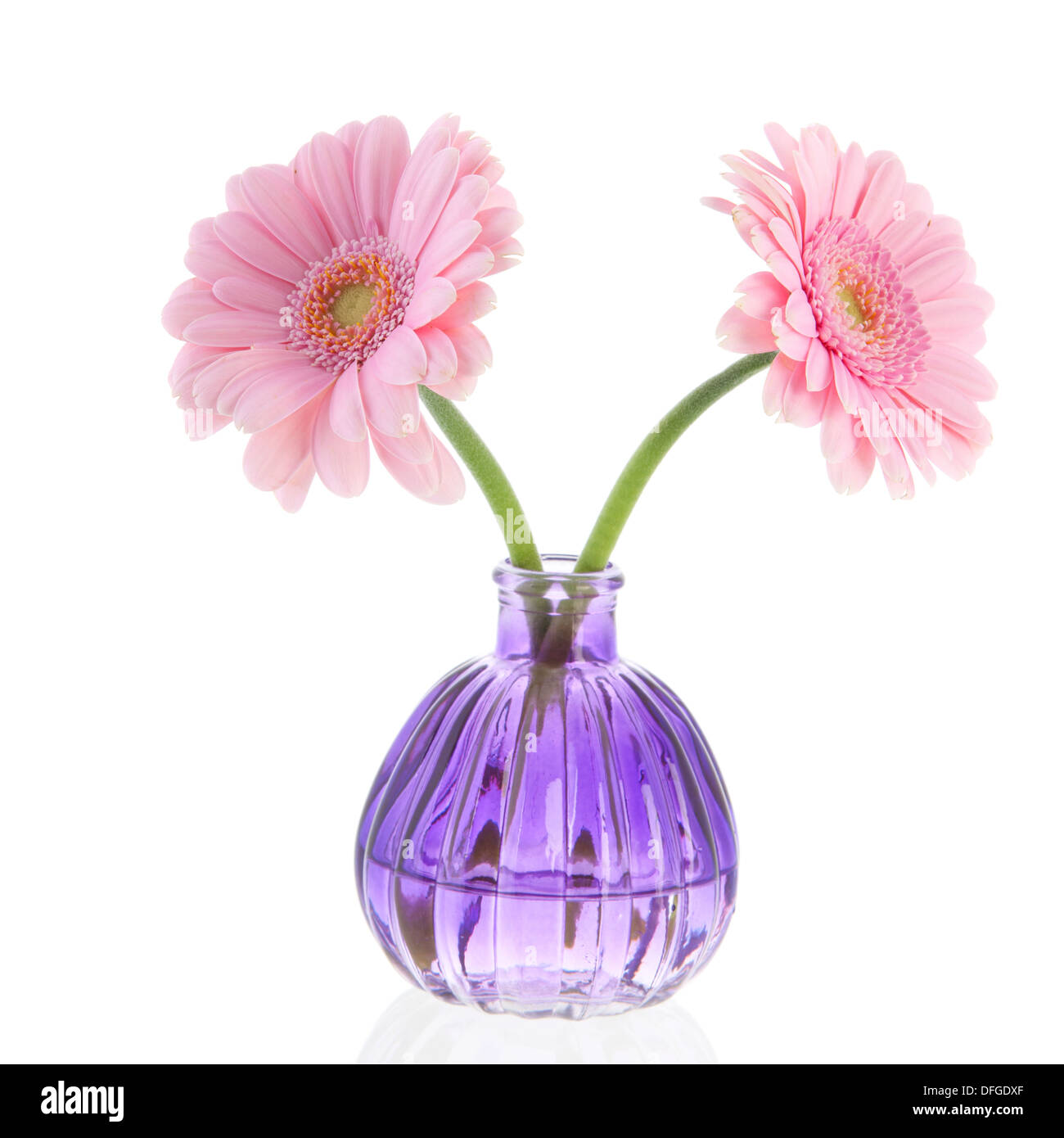 Fleurs rose pourpre Gerber en verre vase isolé sur fond blanc Banque D'Images