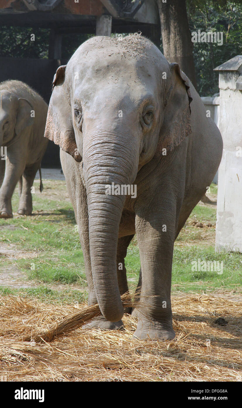 Éléphant d’Asie Banque D'Images