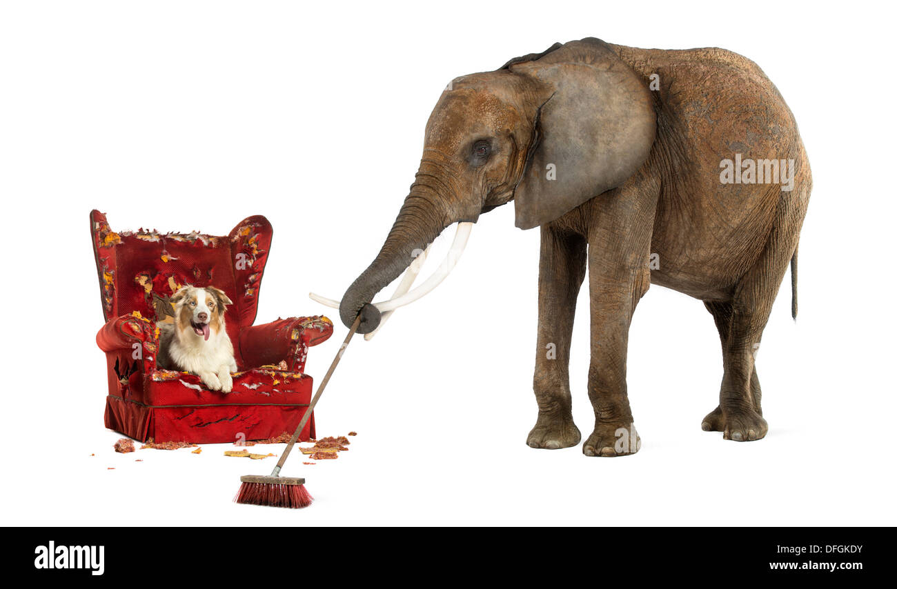 Balayage de l'éléphant d'un chien après avoir foiré un fauteuil contre fond blanc Banque D'Images
