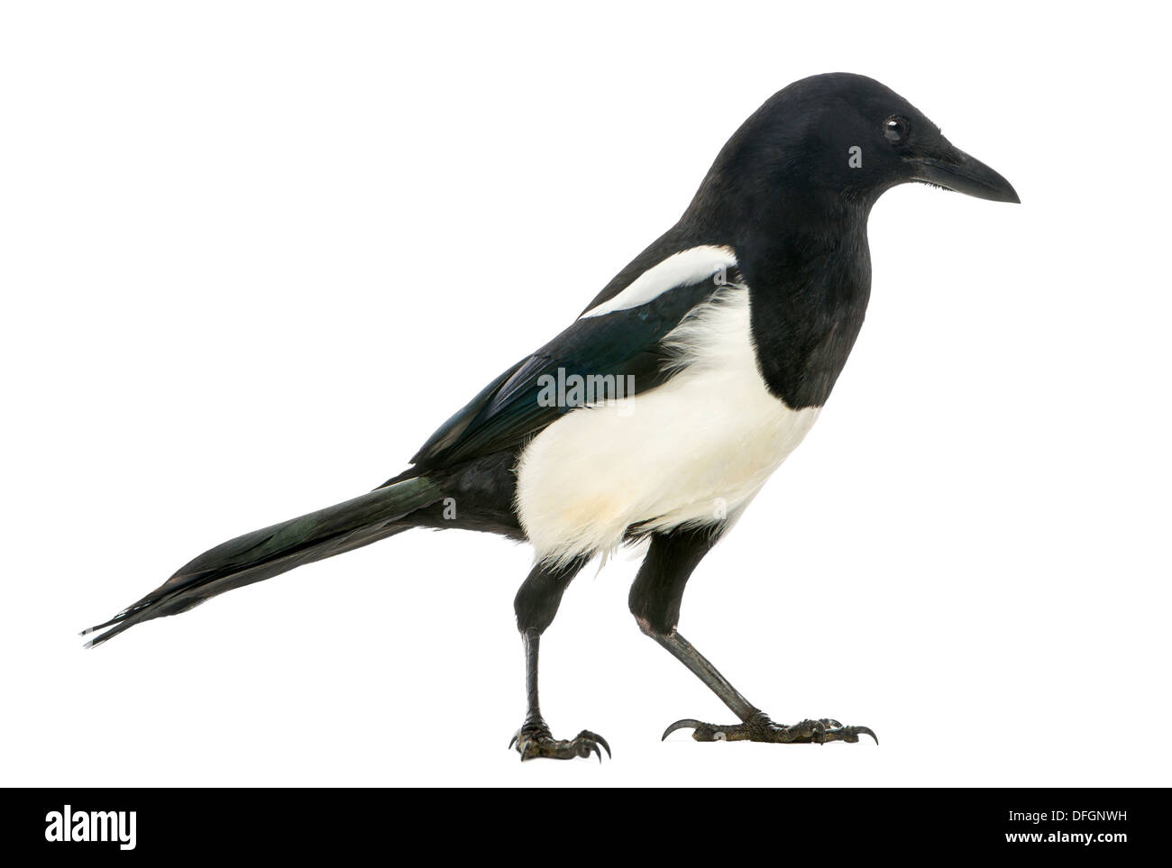 Magpie commune, Pica pica, against white background Banque D'Images