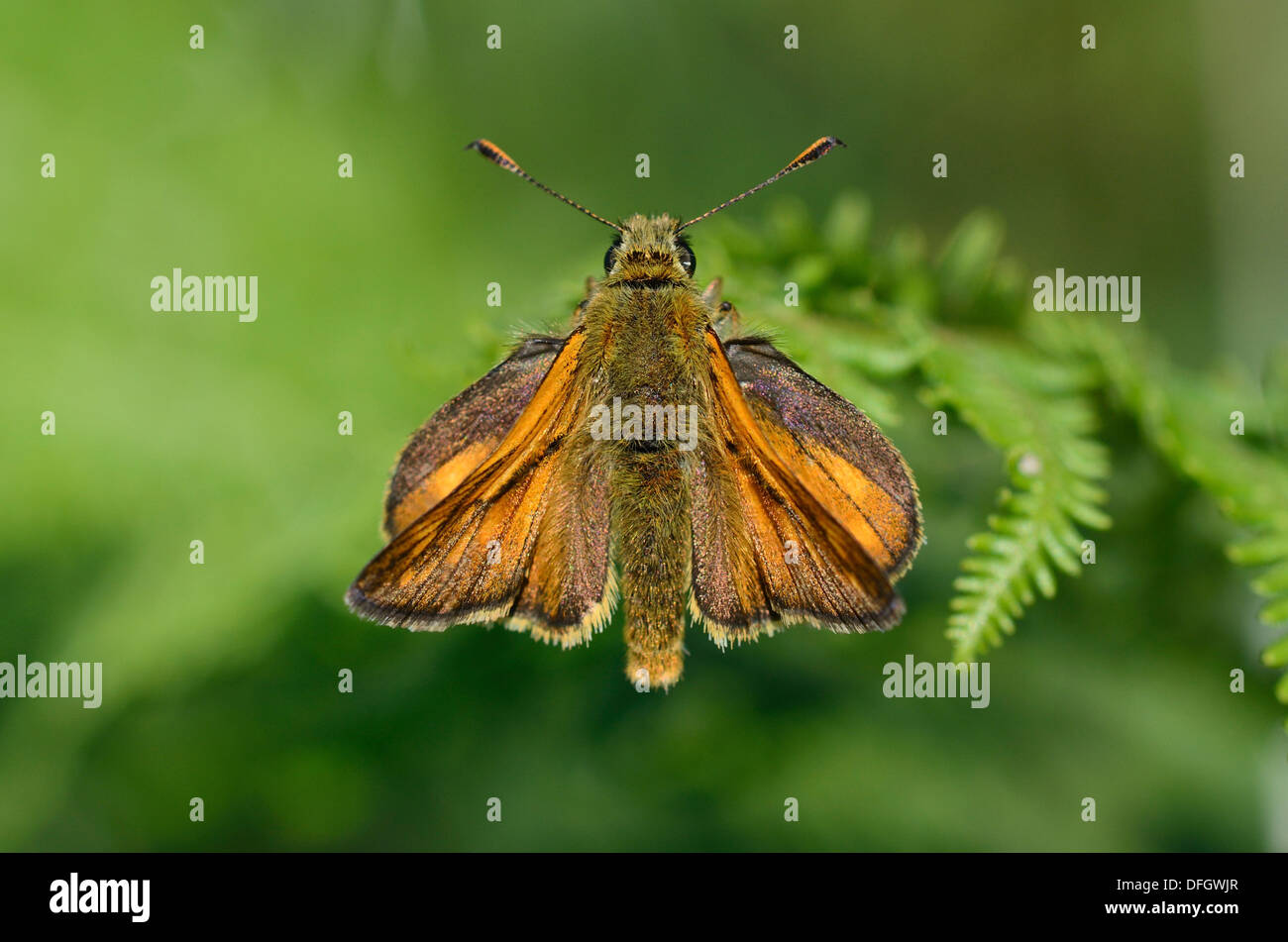 Un grand skipper butterfly au repos sur bracken UK Banque D'Images