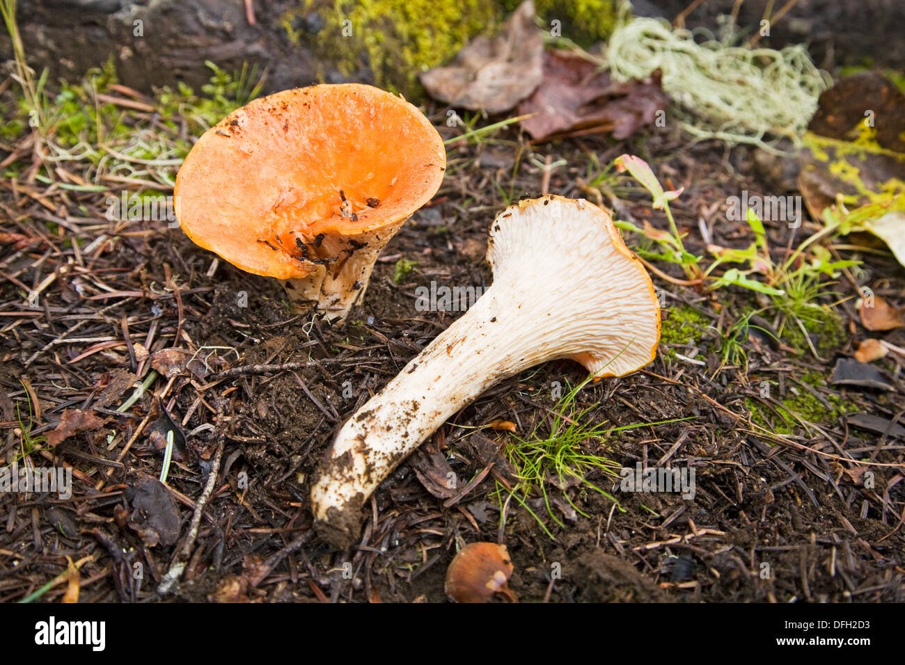 Gomphus floccosus, parfois sous le nom de Shaggy,-- écailleuse, ou chanterelle laineux laineux ou un champignon toxique gomphus, Banque D'Images