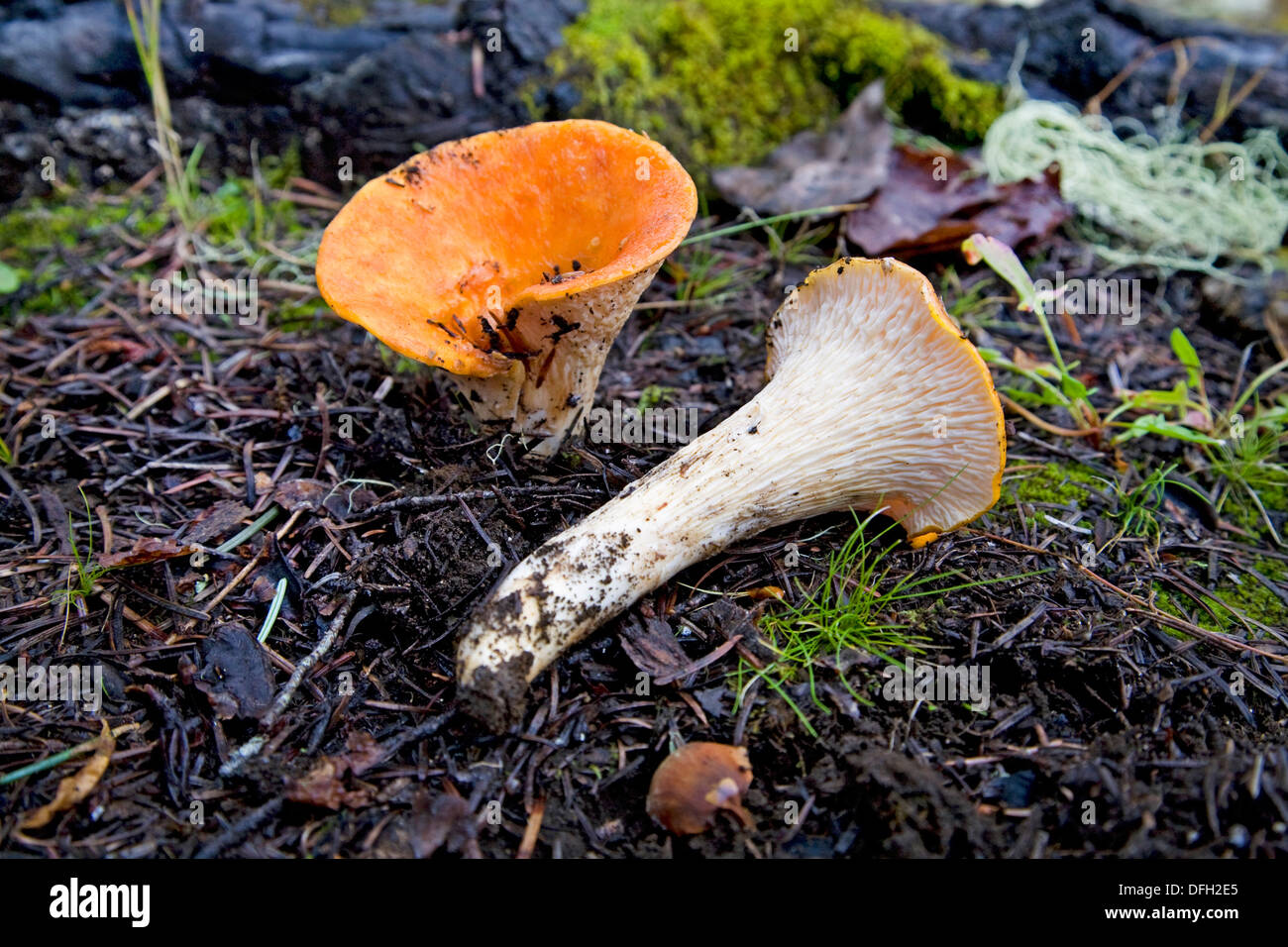 Gomphus floccosus, parfois sous le nom de Shaggy,-- écailleuse, ou chanterelle ou gomphus laineux laineux Banque D'Images