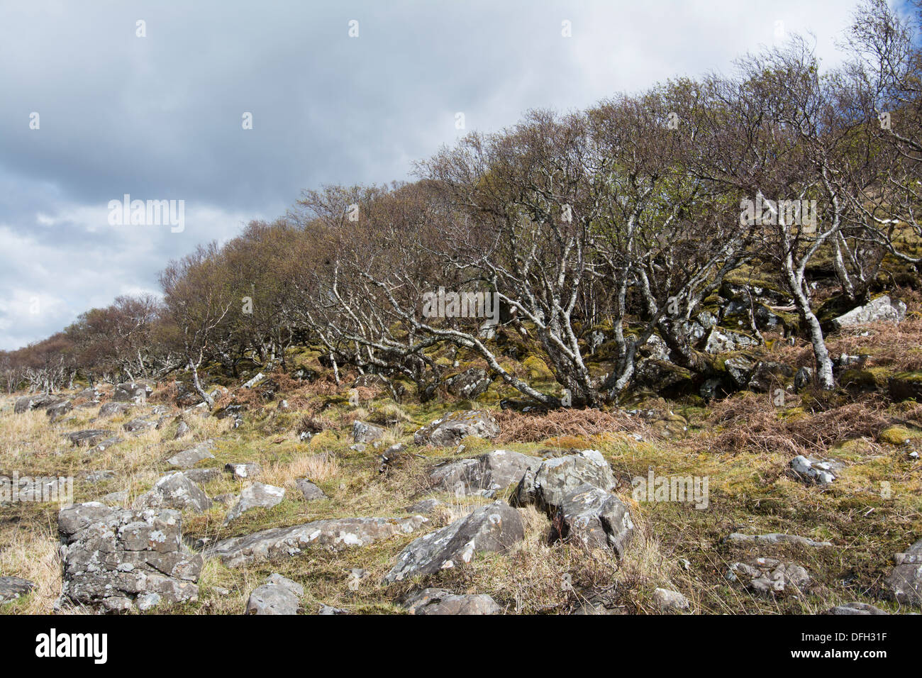 Bois de chêne et de bouleau sur les rives du Loch Na Keal, Isle of Mull Banque D'Images